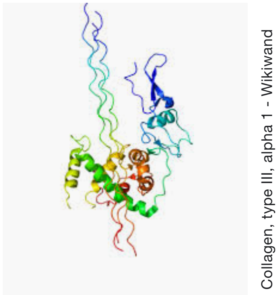 collagen type 1 and 3